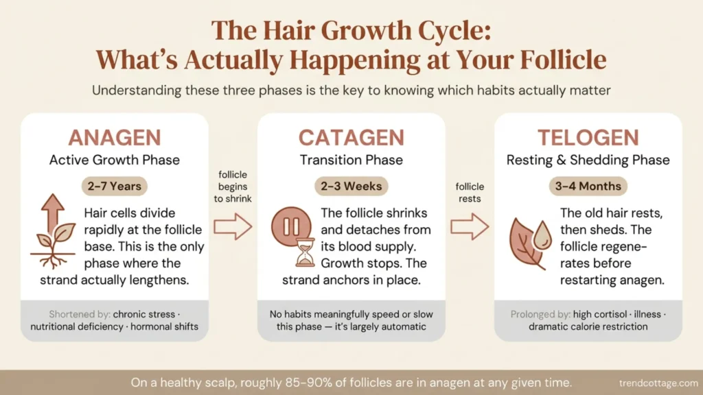 Infographic showing the three phases of the hair growth cycle — anagen, catagen, and telogen — with durations and what affects each