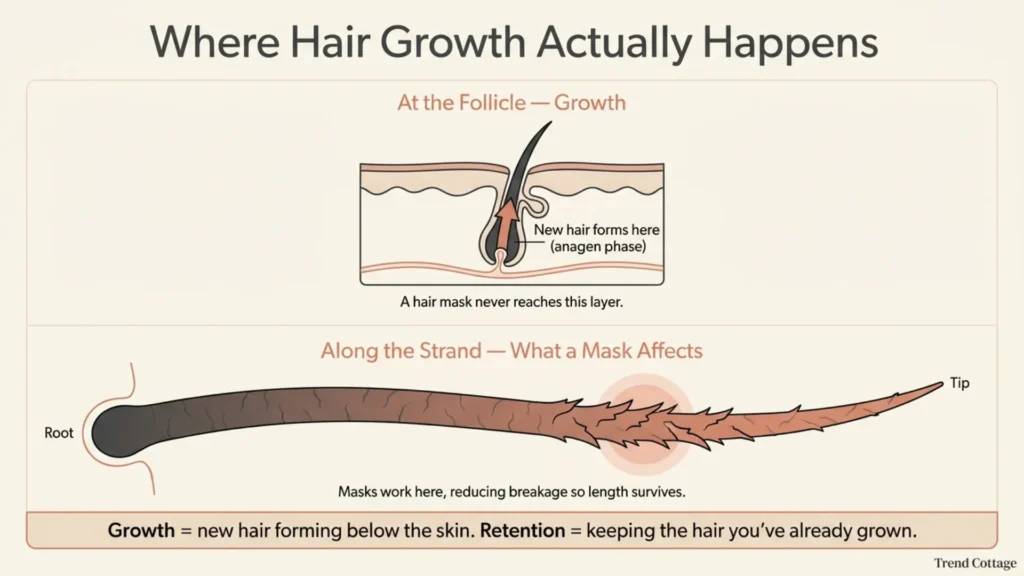 Diagram comparing hair growth at the follicle to breakage along the strand